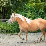 Farm stay Schartlhof Flachau