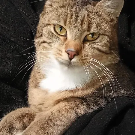 Schartlhof Farmház *