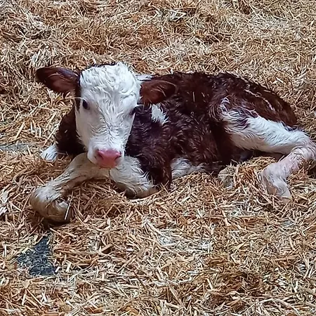 Schartlhof Farm stay Flachau