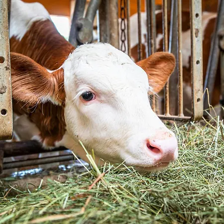 Farmház Schartlhof *