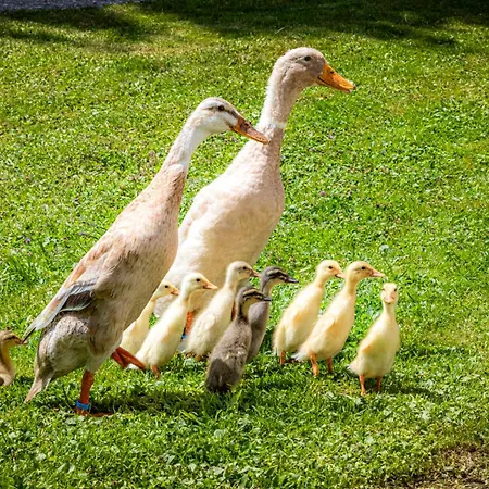 Schartlhof Farmház *