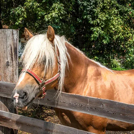 Farmház Schartlhof Flachau