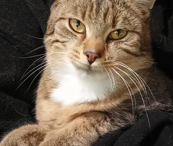 Schartlhof مزرعة للإقامة *