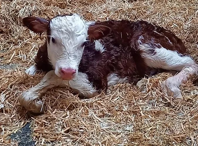 Schartlhof مزرعة للإقامة فلاخاو