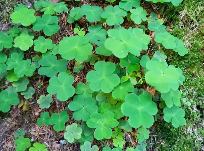 Schartlhof فلاخاو