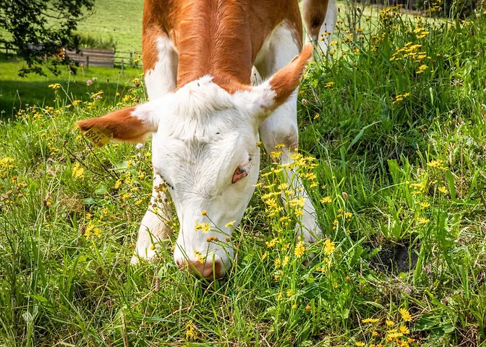 Schartlhof * فلاخاو