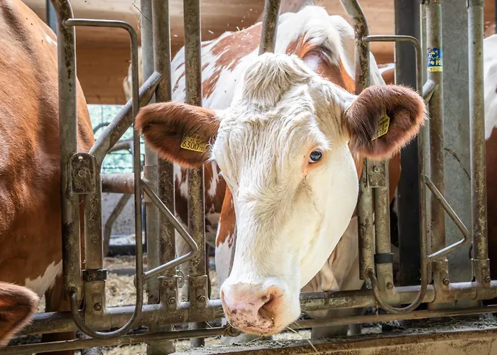 Schartlhof فلاخاو