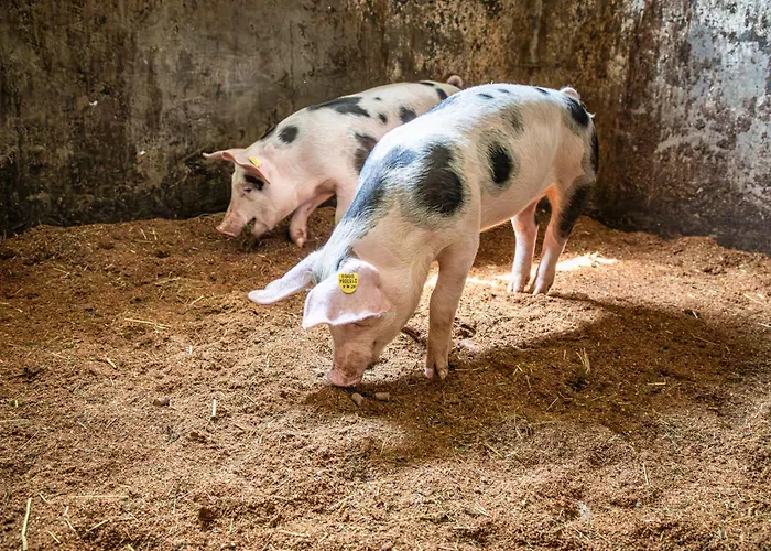 Schartlhof فلاخاو