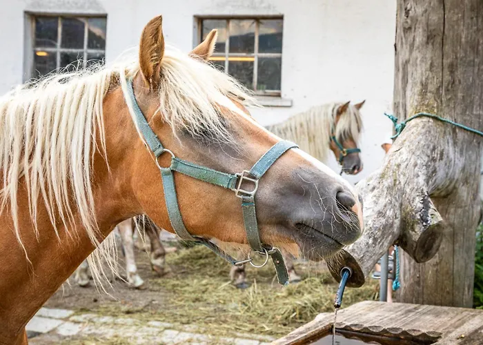 Schartlhof مزرعة للإقامة