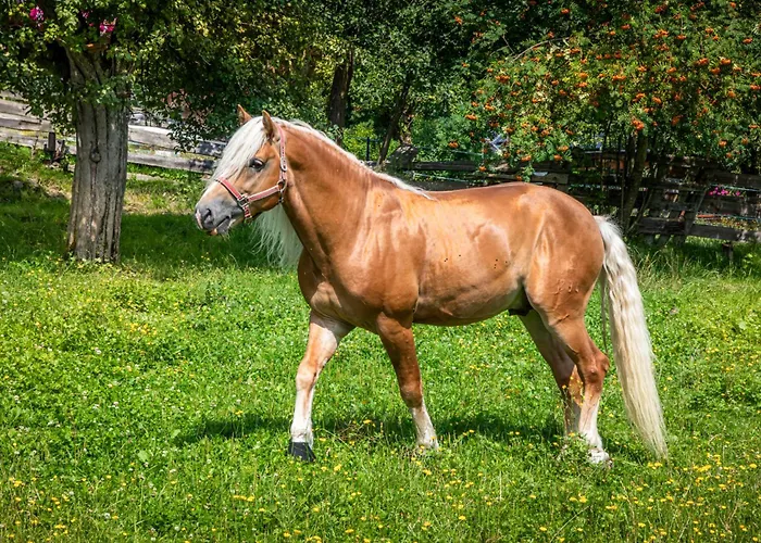 Schartlhof مزرعة للإقامة *